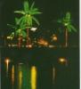 Coconut Tree Light