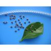 Multilayer Chip Ceramic Capacitor