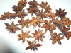 Star aniseed
