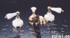 Water Faucets Fitting