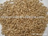 Malt