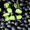 black soybeans with green kernels