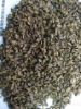 dried pupa,silkworm pupa powder,chrysalis,fish food