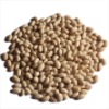 soybean