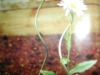 tomato sprial