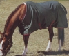 Horse Blanket
