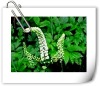 black cohosh extract