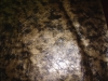 Case Leather