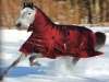 Equestrian products