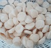 Frozen Scallop Adductor