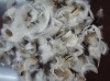 Grey Duck Feather