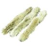 Raccoon Fur