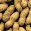 Roasted Peanut