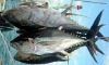 Tuna