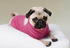 [Super Deal]dog sweater/Pet clothing