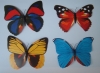 butterfly craft