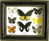 butterfly decoration