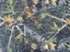camouflage fabric