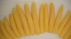 canned baby corn