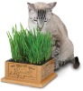 catnip toys, cat product, cat toys (PCT4006)