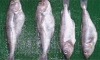 freezing codfish