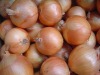 fresh onion