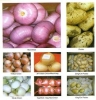 fresh vegetables