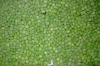 frozen green pea