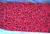 frozen lingonberry