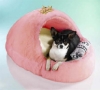 pet's bed