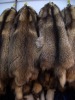 raccoon fur,fur,raccoon