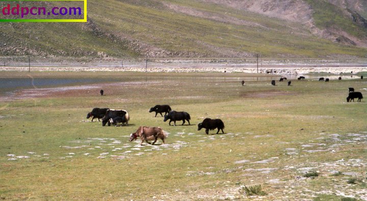 tibet