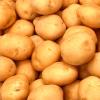 Fresh Potato