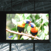 LED Display Screen