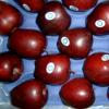 Red Delicious Apple