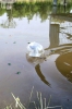 Solar Insect Attractant (for fish pond only)
