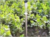 garden light