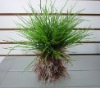 Aquarium Plant--2018