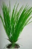 Aquarium Plant:AP-016