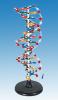 DNA Structure