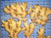 Fresh Ginger
