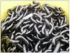 Hoisting Chain