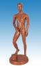 Human Acupuncture Model