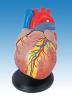 Human Heart Model