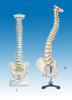 Human Vertebral Column and Pelvis Model