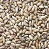 Light Speckled Kidney Bean
