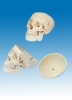 Model of adult skull