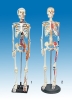 Model of human skeleton with nerves(85cm)