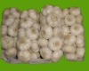 Normal White Garlic