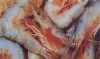 Prawn
